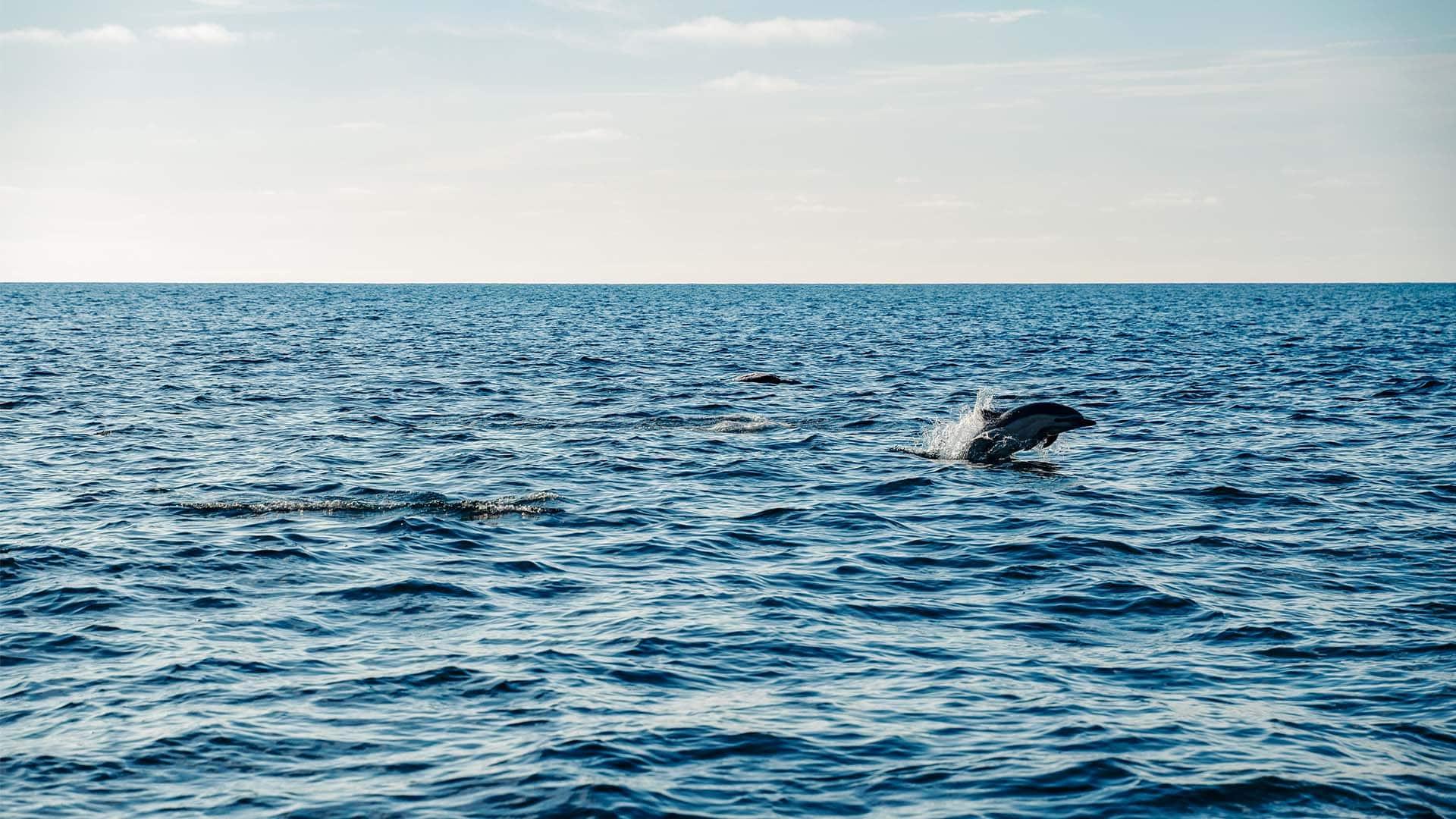 Dh-Ihuru-Experiences-Resort-Activities-Dolphin-Cruise