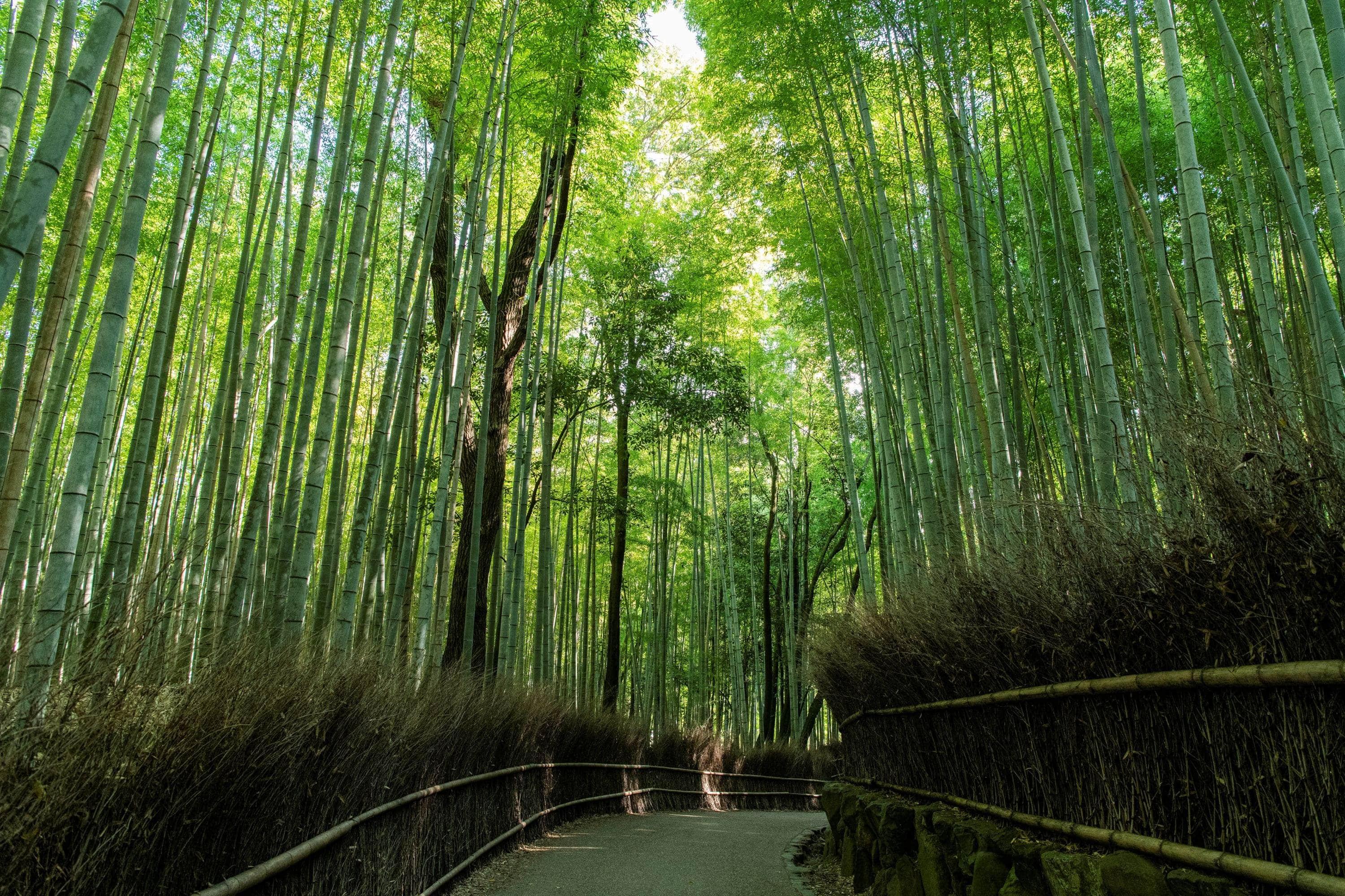 Arashiyama Bamboo Forest