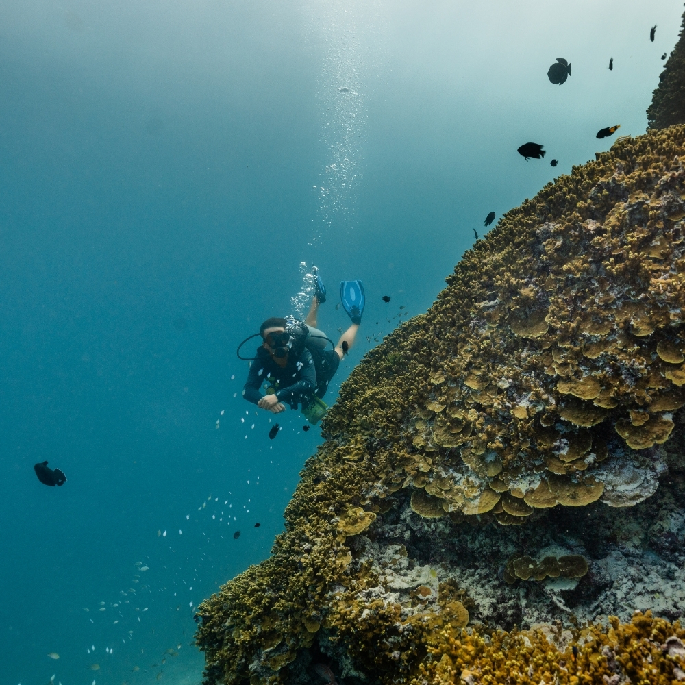 House Reef Dive