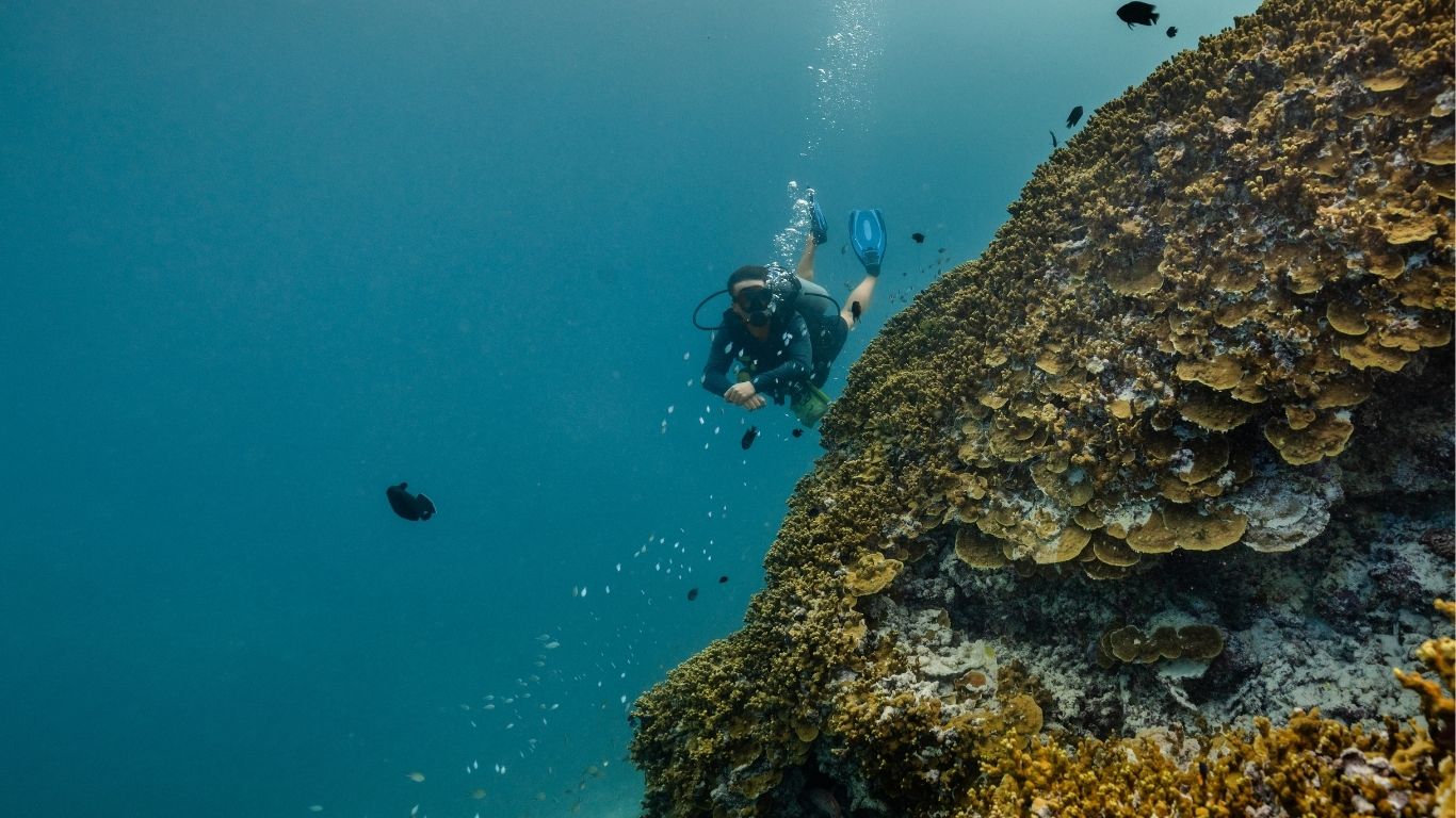 Dive More, Pay Less | Dhawa