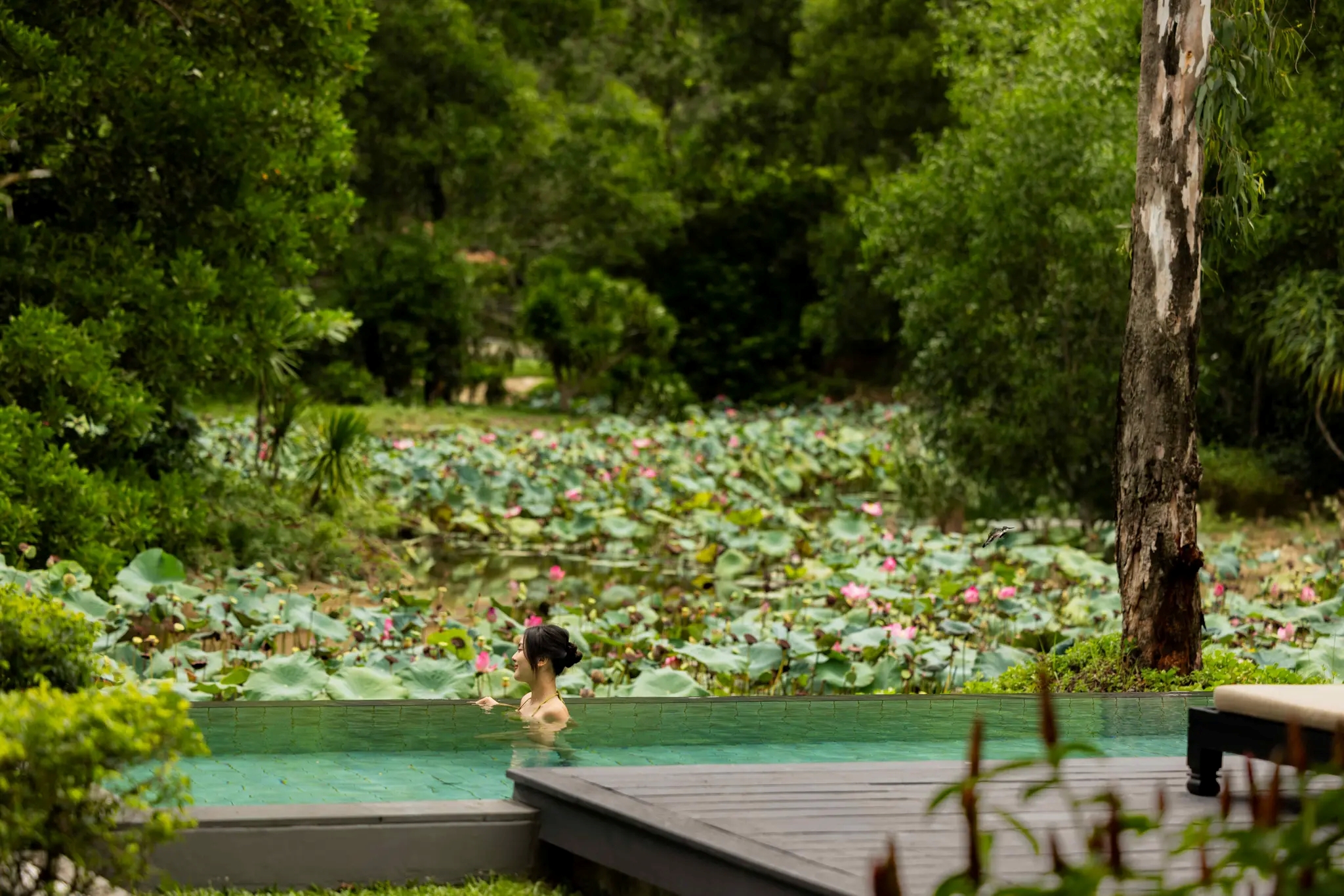 banyan tree lang co lotus